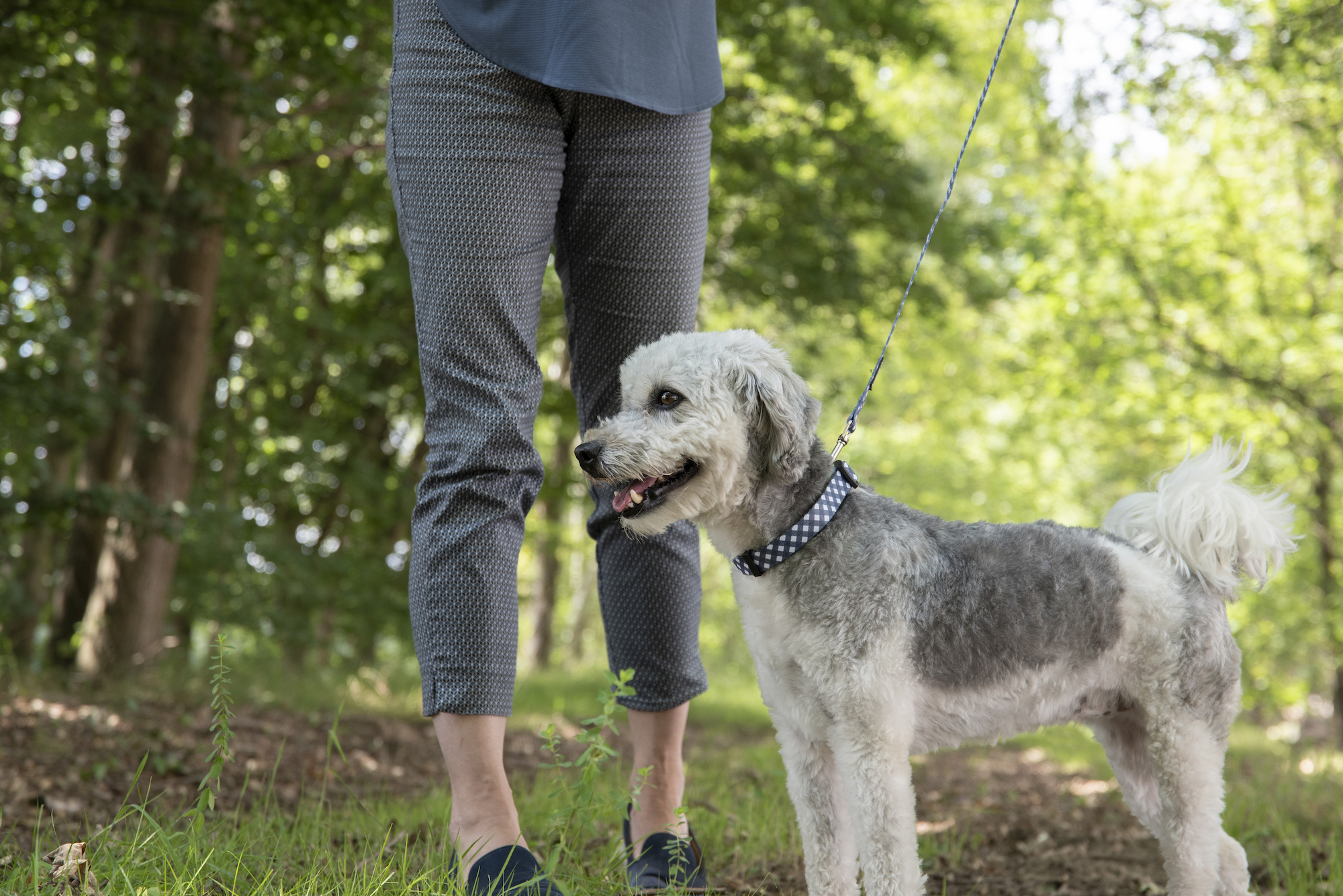 Flamingo Collar Salome Grey