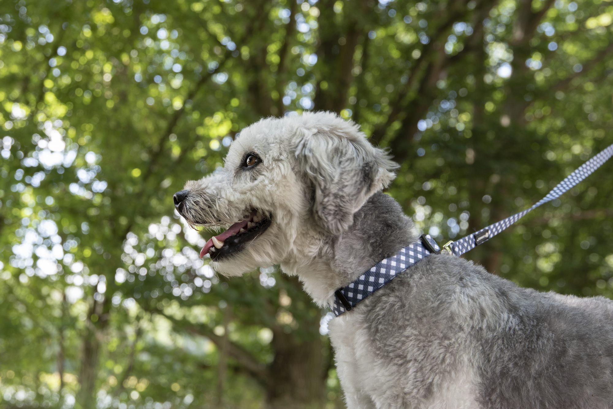Flamingo Collar Salome Gris