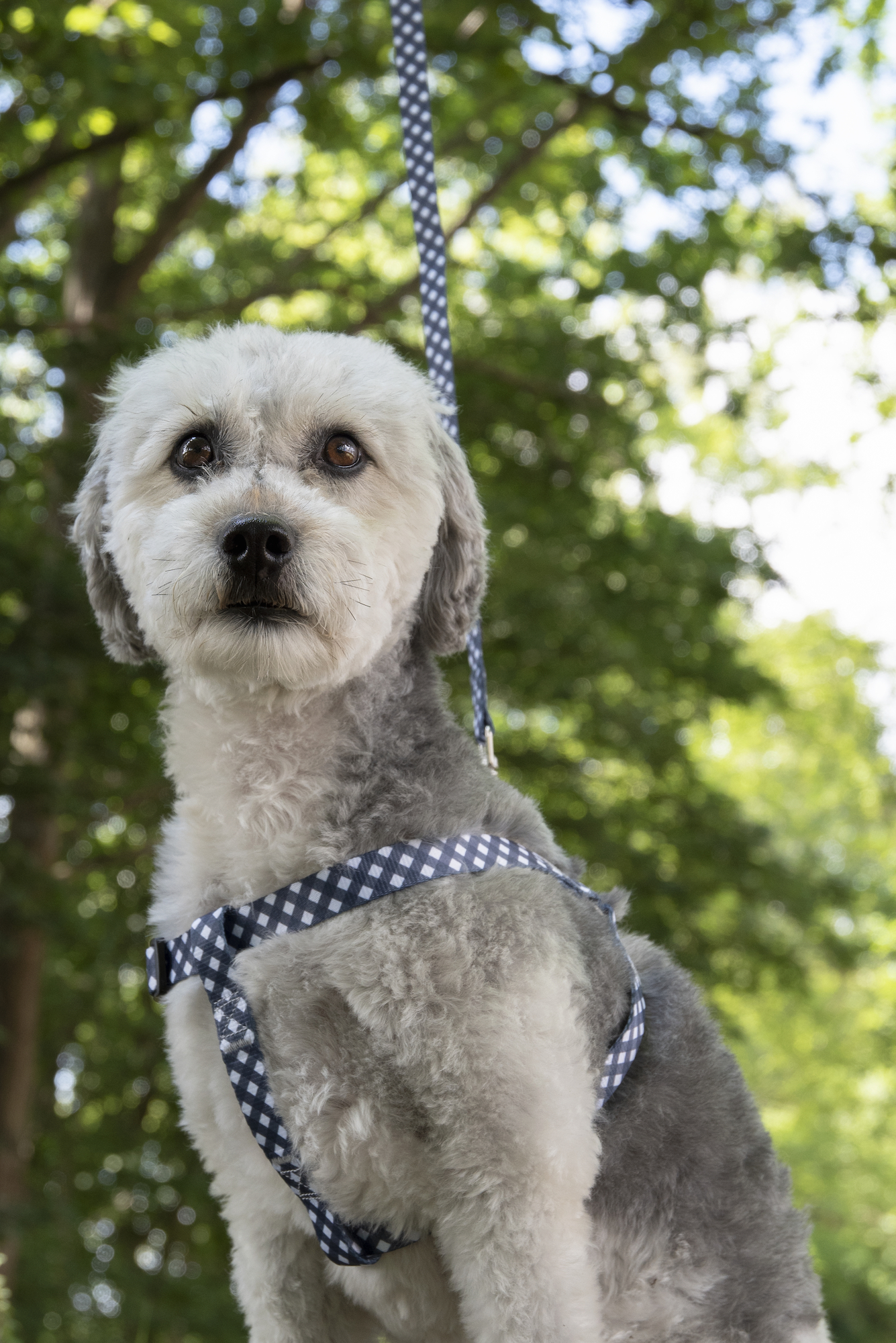 Flamingo Harnas Step&Go Salome Grijs