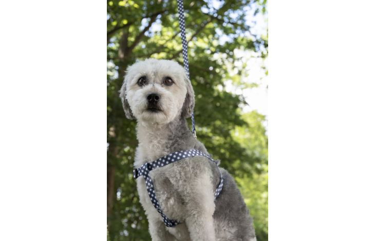 Flamingo Harnas Step&Go Salome Grijs