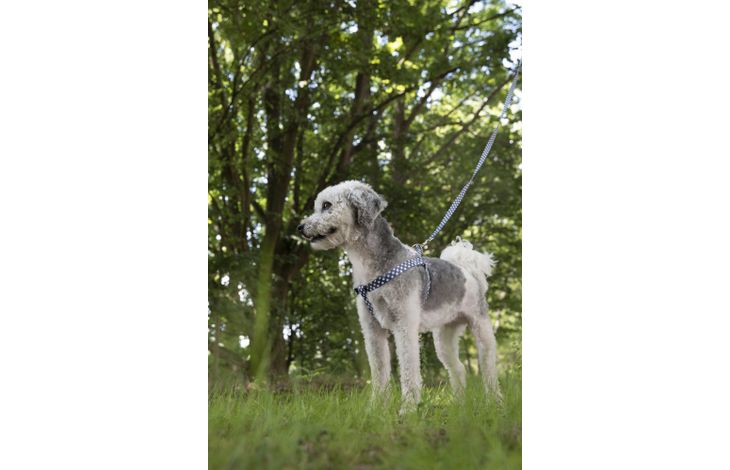 Flamingo Harnas Step&Go Salome Grijs