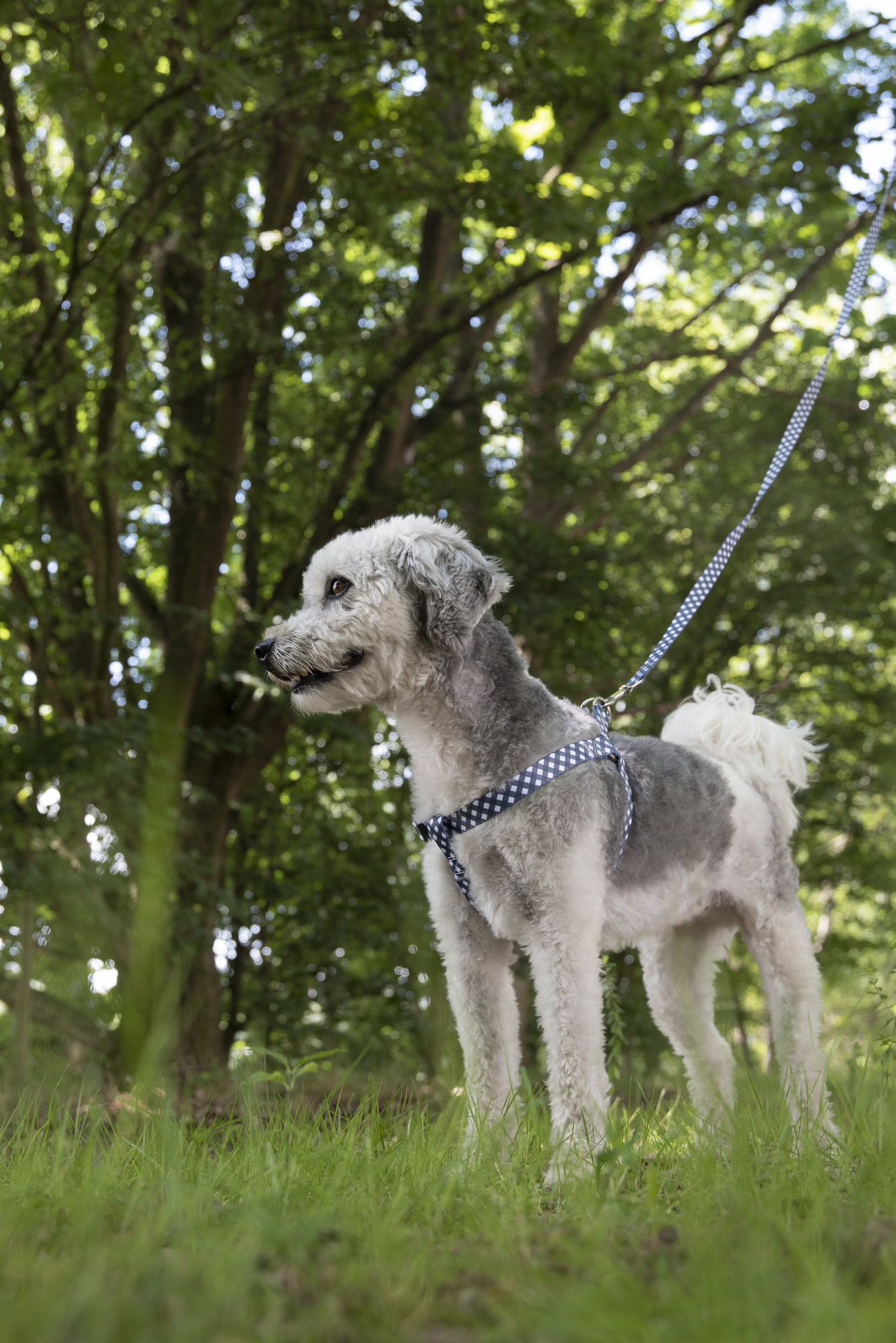 Flamingo Leash Salome Grey