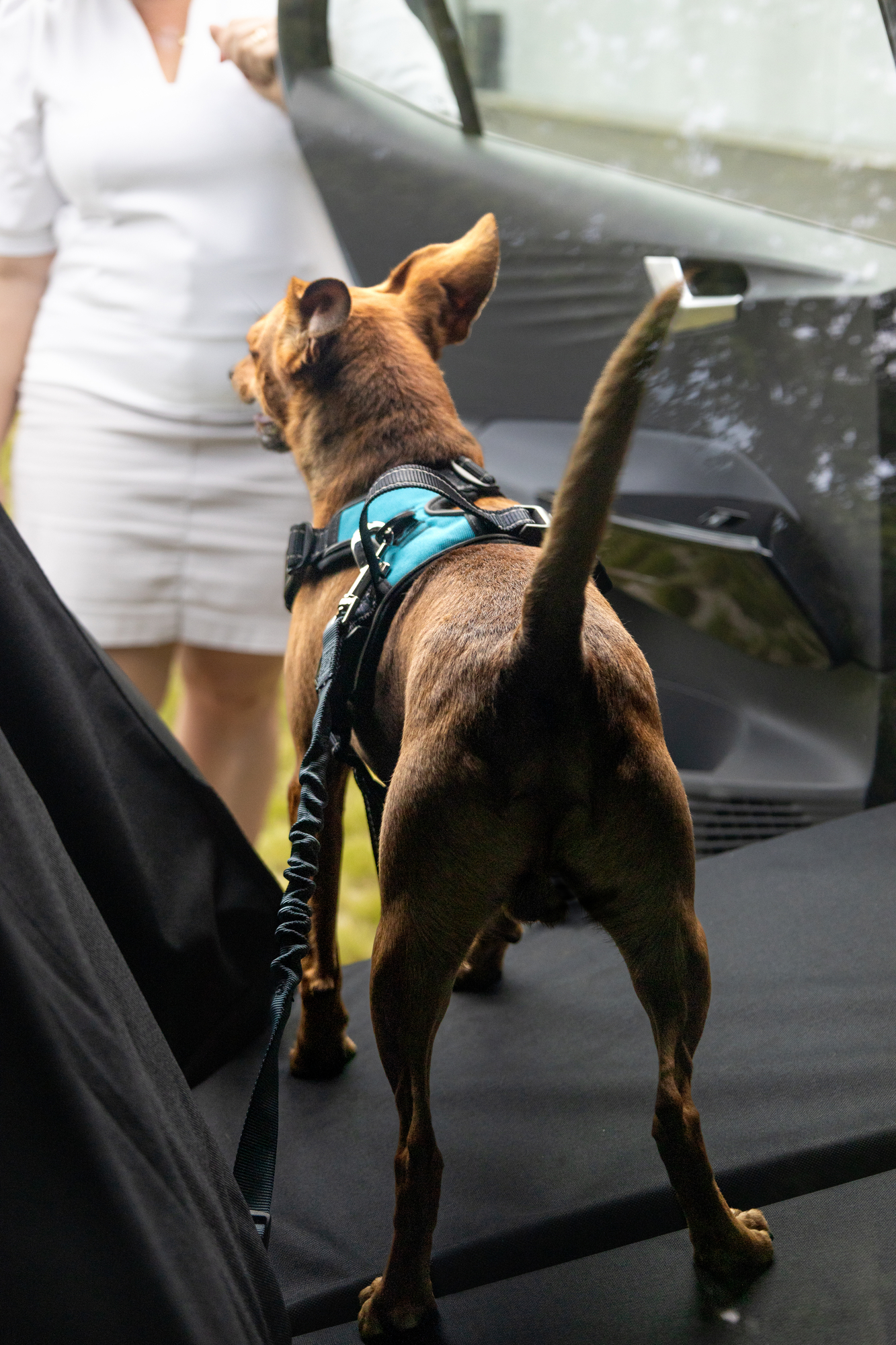 Flamingo Connector for car safety belt Ruka Grey