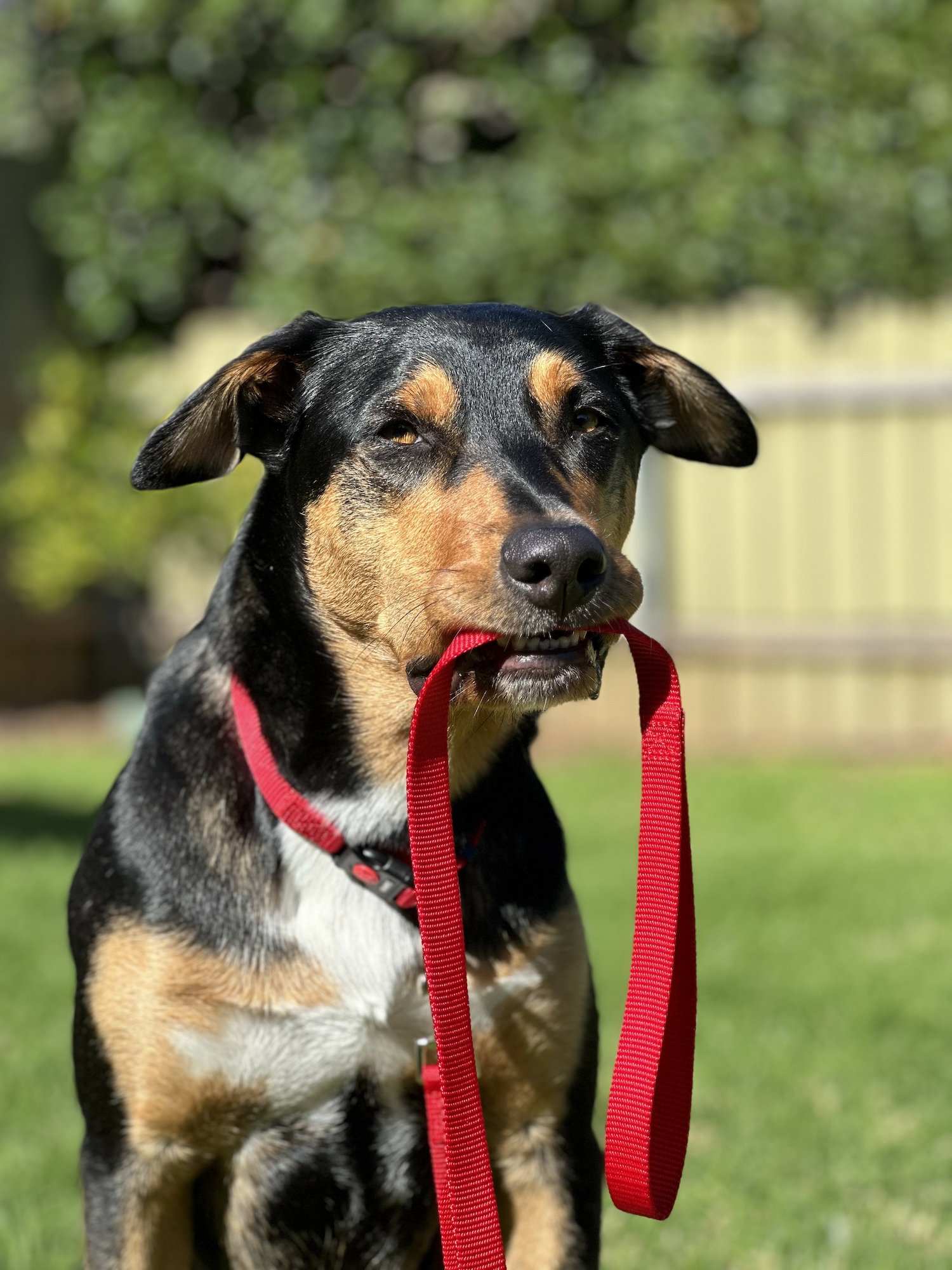 Flamingo Leash Ziggi Red