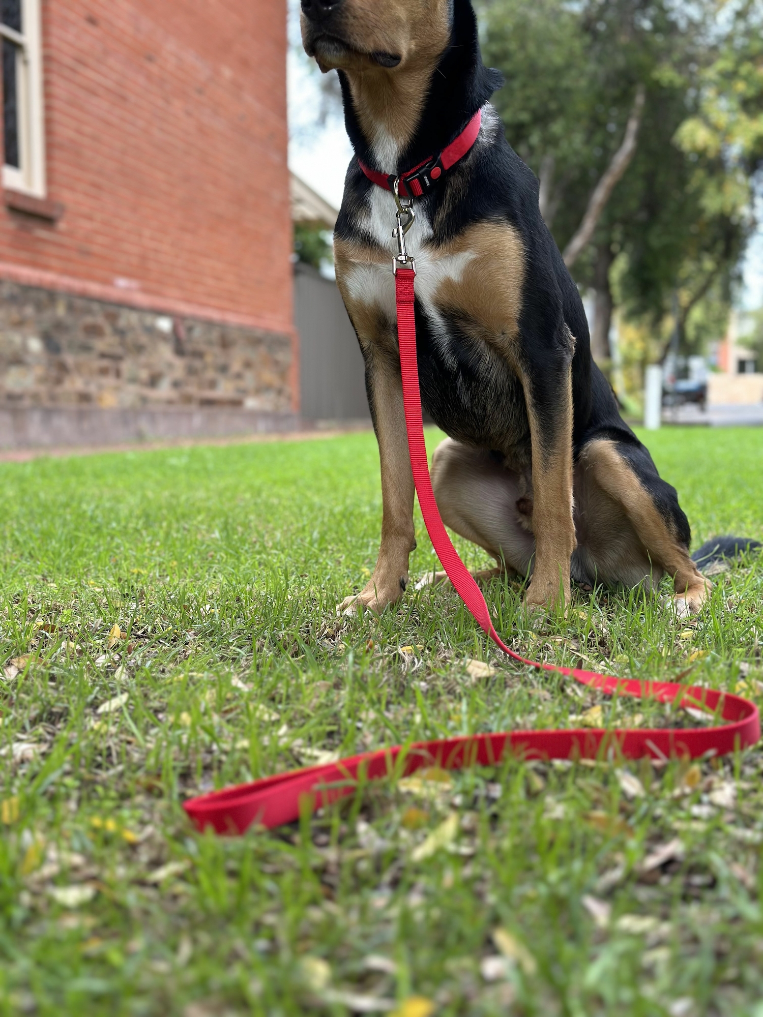 Flamingo Leash Ziggi Red