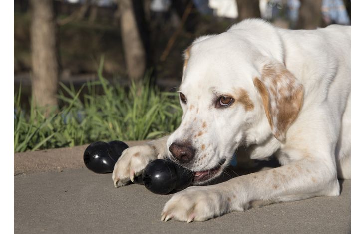 Kong® Kong® Speelgoed Extreme Goodie Bone™ Been Zwart