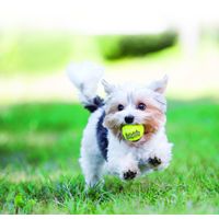 Kong® Kong® Speelgoed SqueakAir® Bal Geel