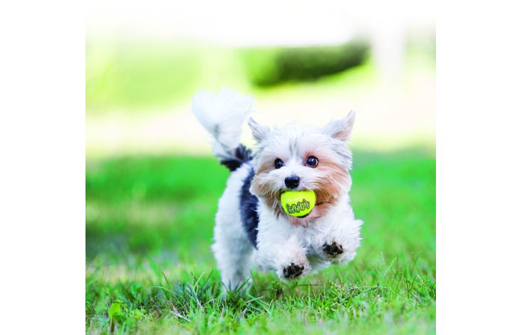 Kong® Kong® Speelgoed SqueakAir® Bal Geel