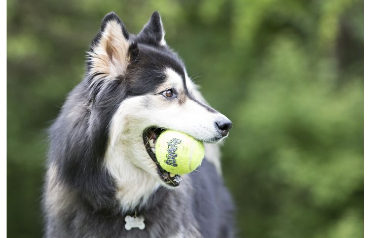 Kong® Kong® Jouet SqueakAir® Balle Jaune