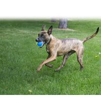 Kong® Kong® Speelgoed SqueakAir® Ultra Bal Geel & Blauw