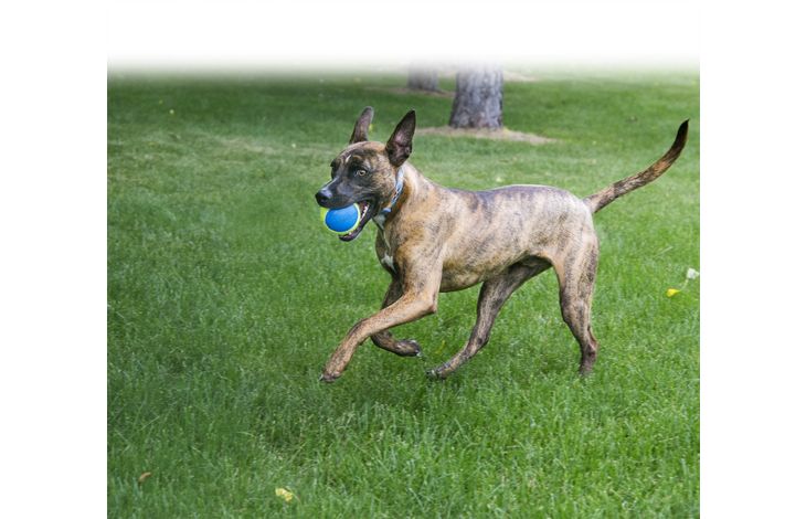 Kong® Kong® Speelgoed SqueakAir® Ultra Bal Geel & Blauw