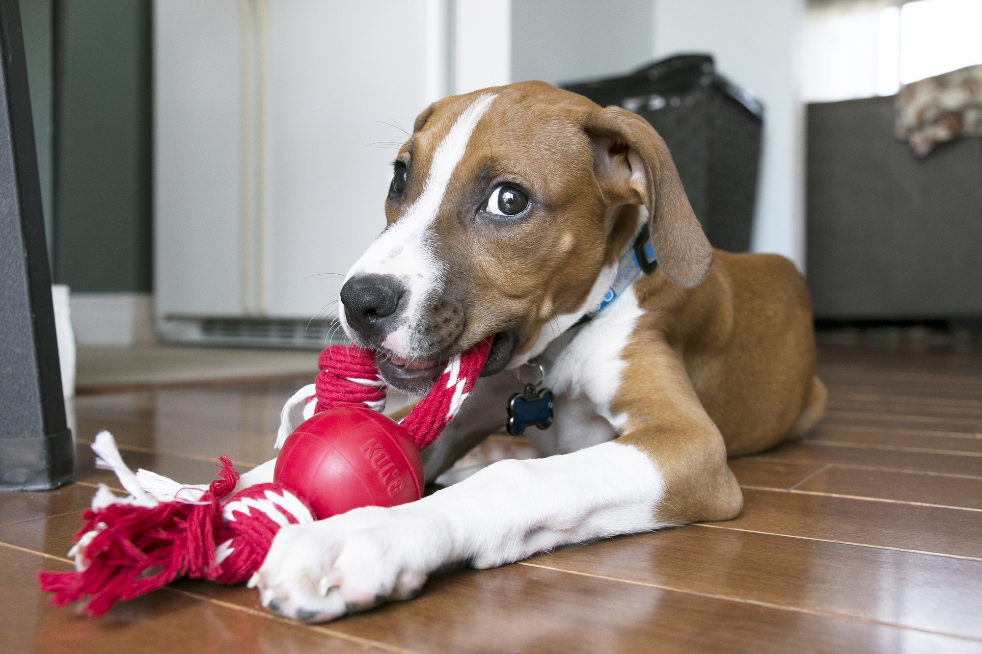 Kong® Kong® Toy Ball with rope Red