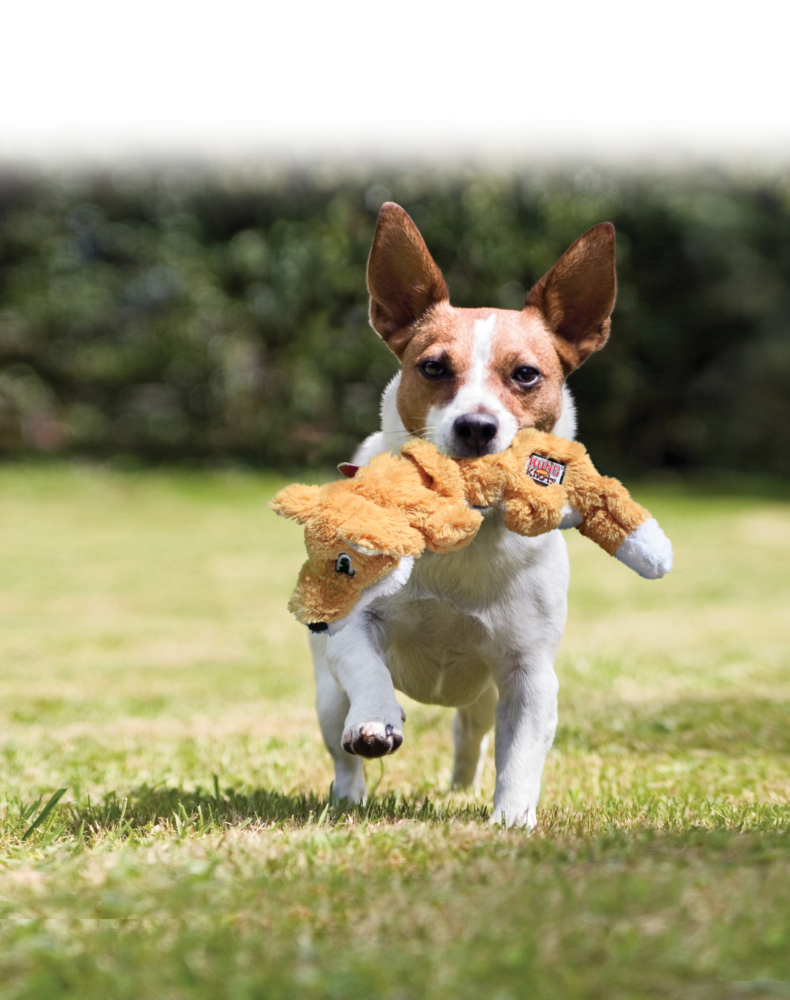 Kong® Kong® Toy Knots Scrunch Fox with rope Orange