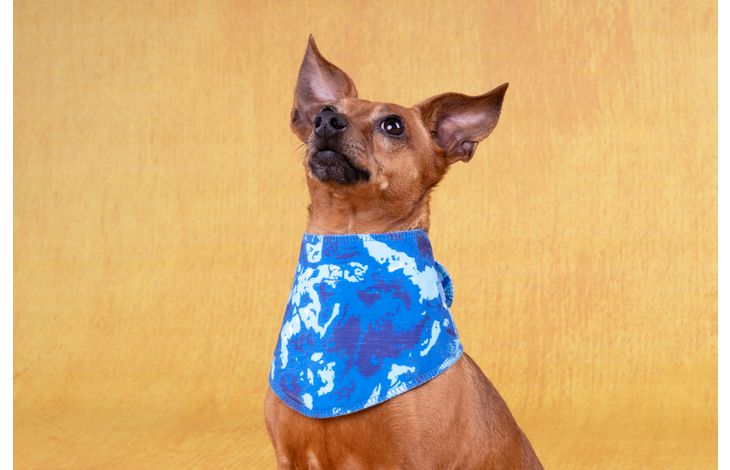 Flamingo Koelbandana Fresk Vrio Blauw