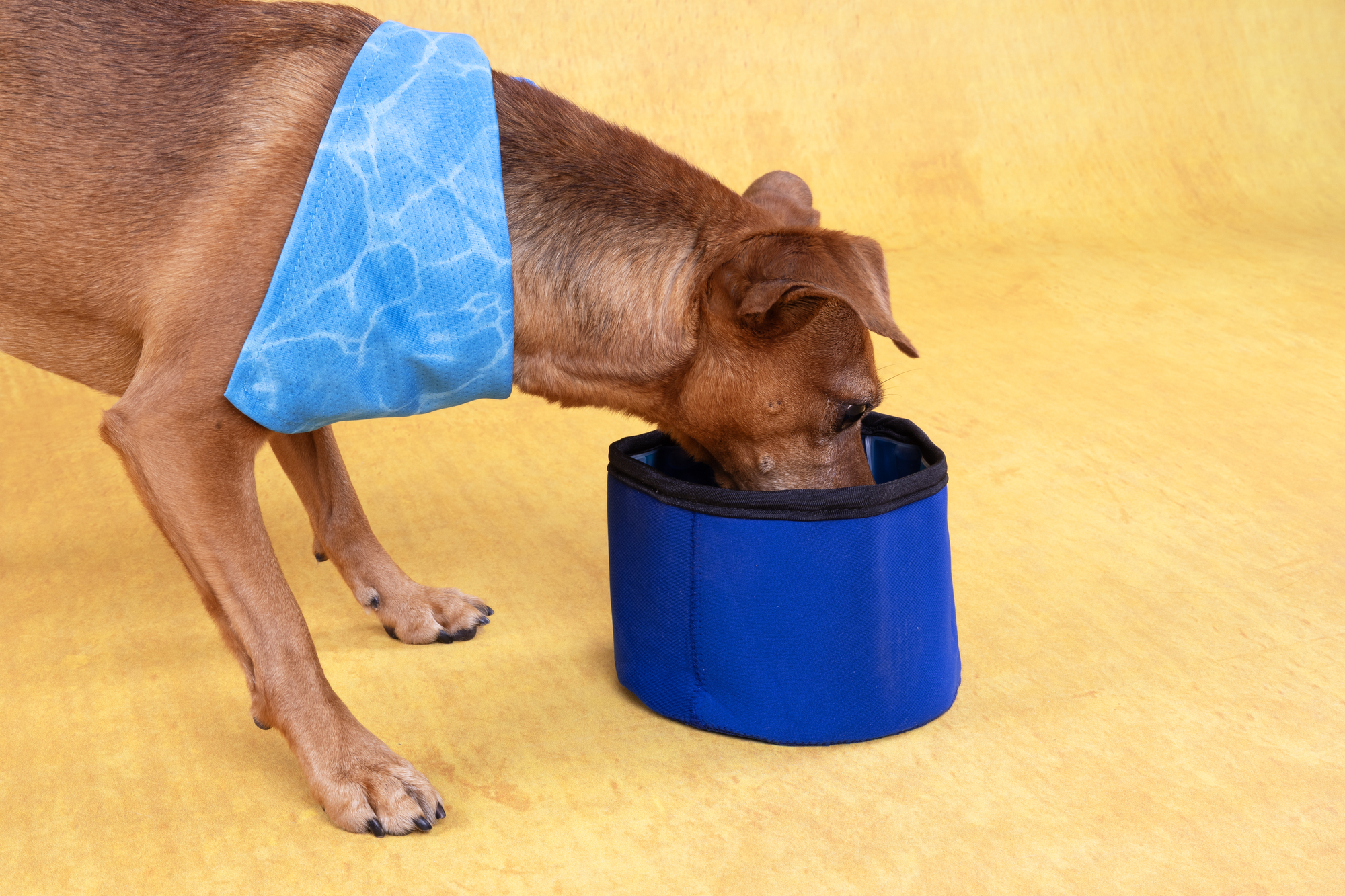 Flamingo Drinking bowl Fresk Round Blue