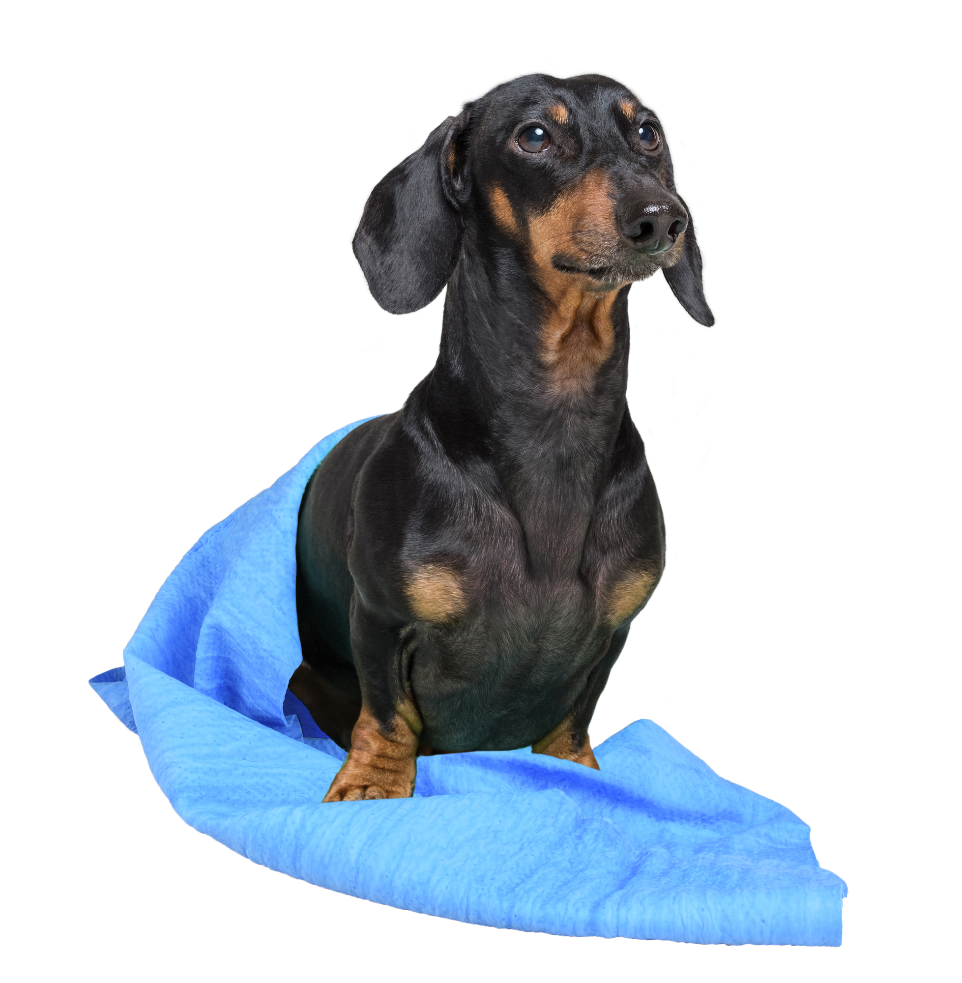 Dog best sale cooling towel