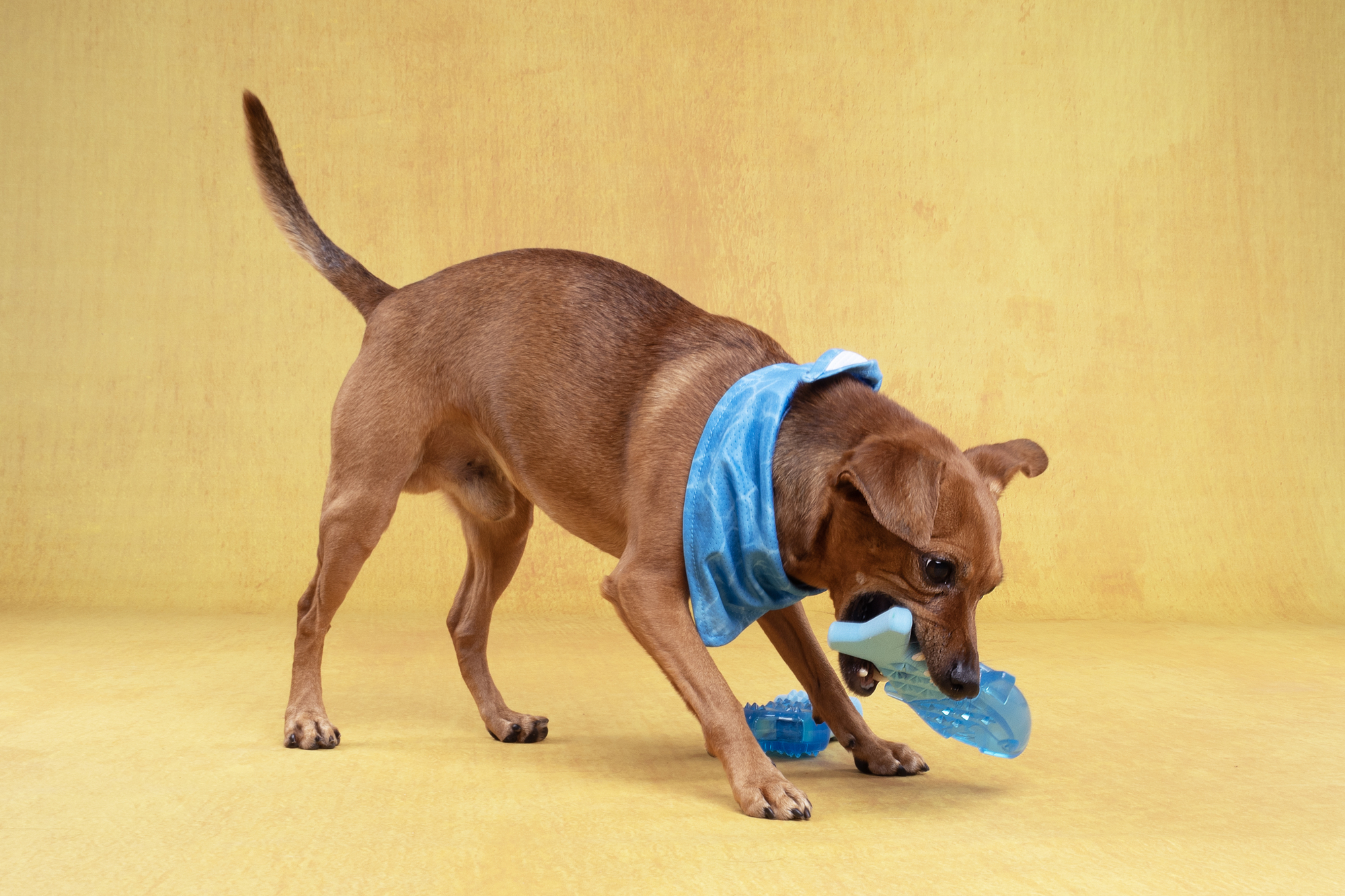 Flamingo Toy Snowy Fish Blue