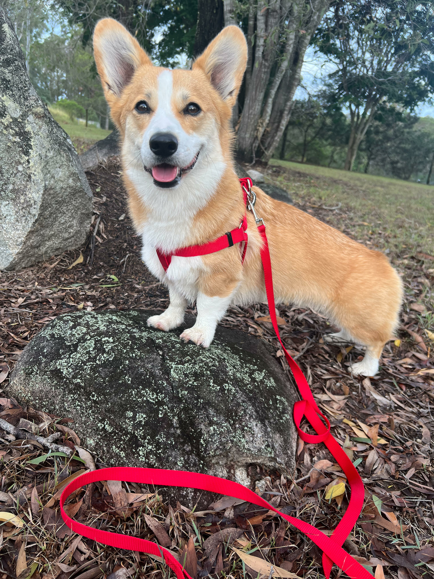 Flamingo Leash Ziggi Red