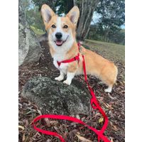 Flamingo Leash Ziggi Red