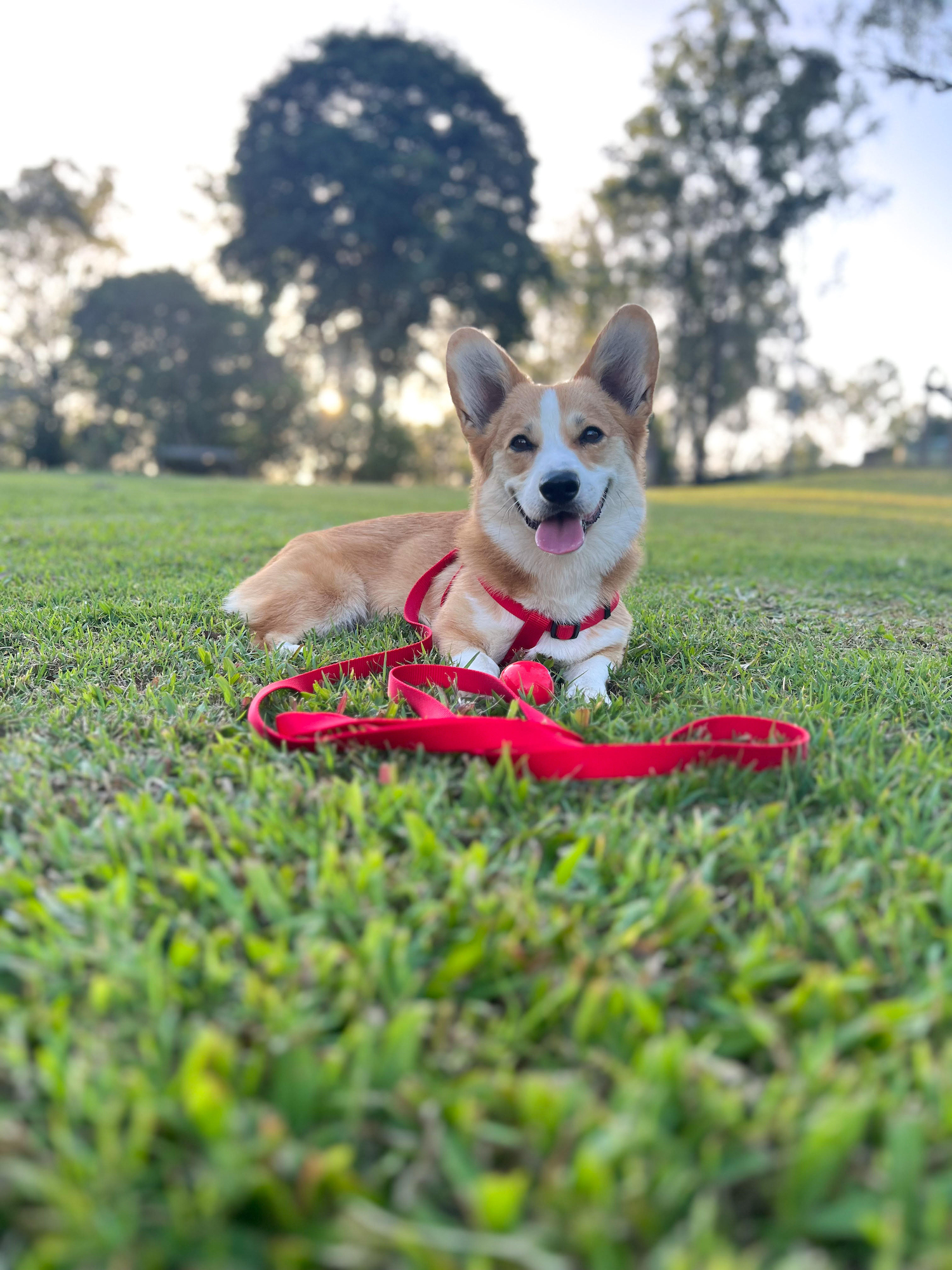 Flamingo Leash Ziggi Red