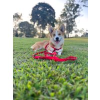 Flamingo Leash Ziggi Red