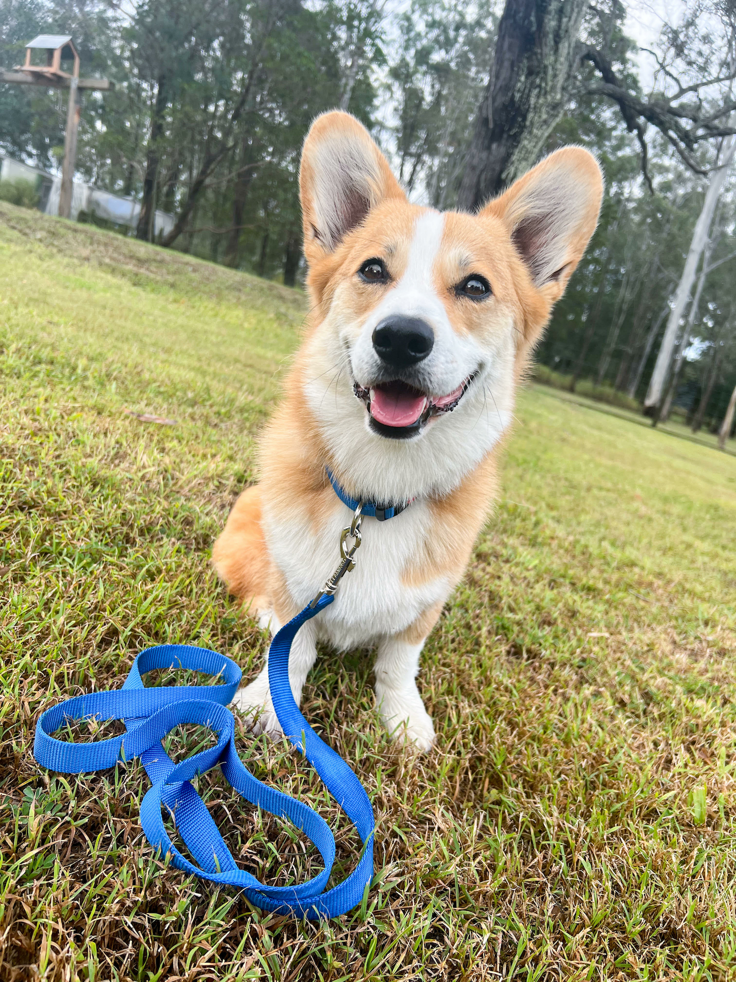 Flamingo Leash Ziggi Blue