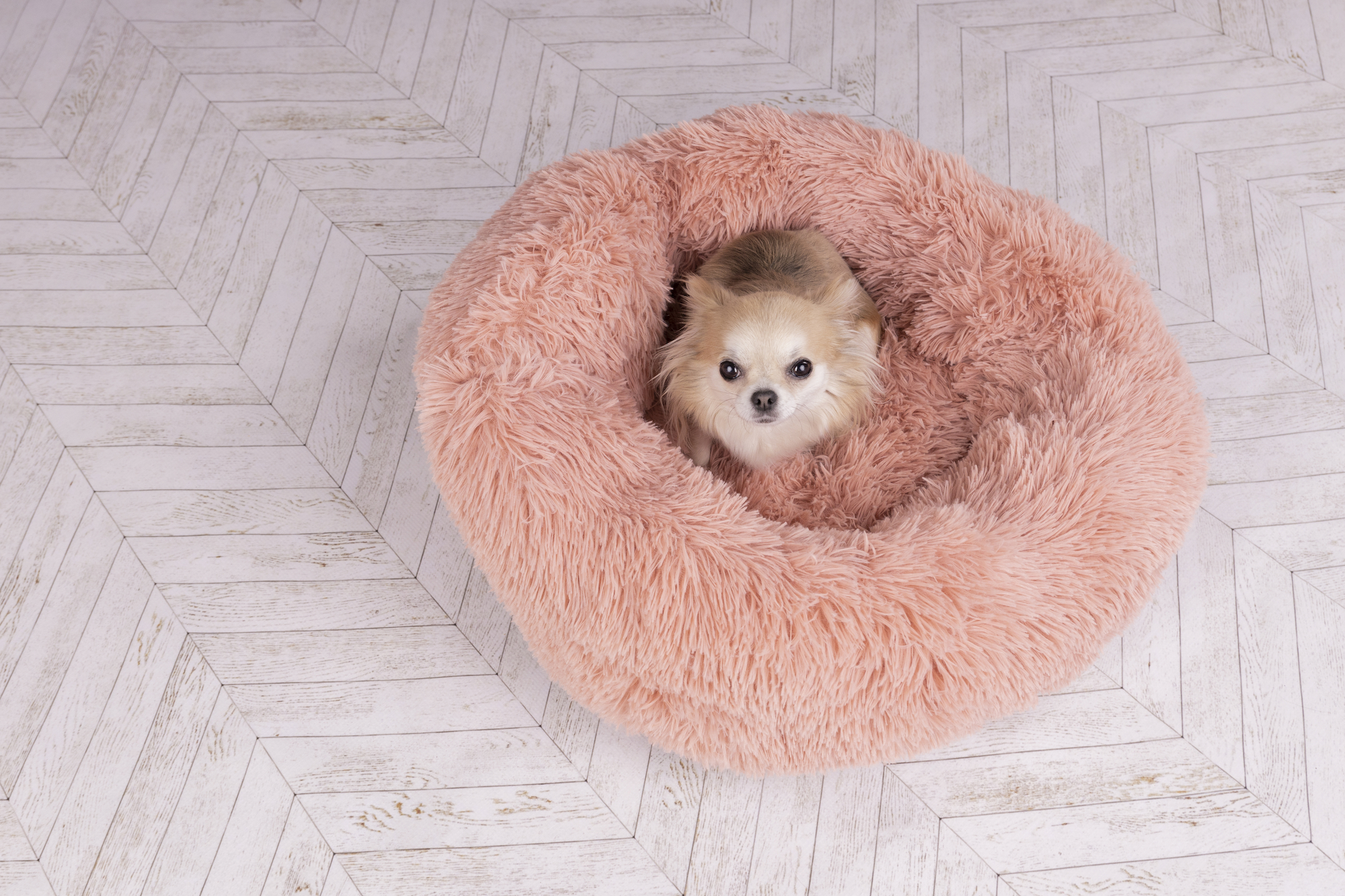 Flamingo Mand Krems Rond Oudroze