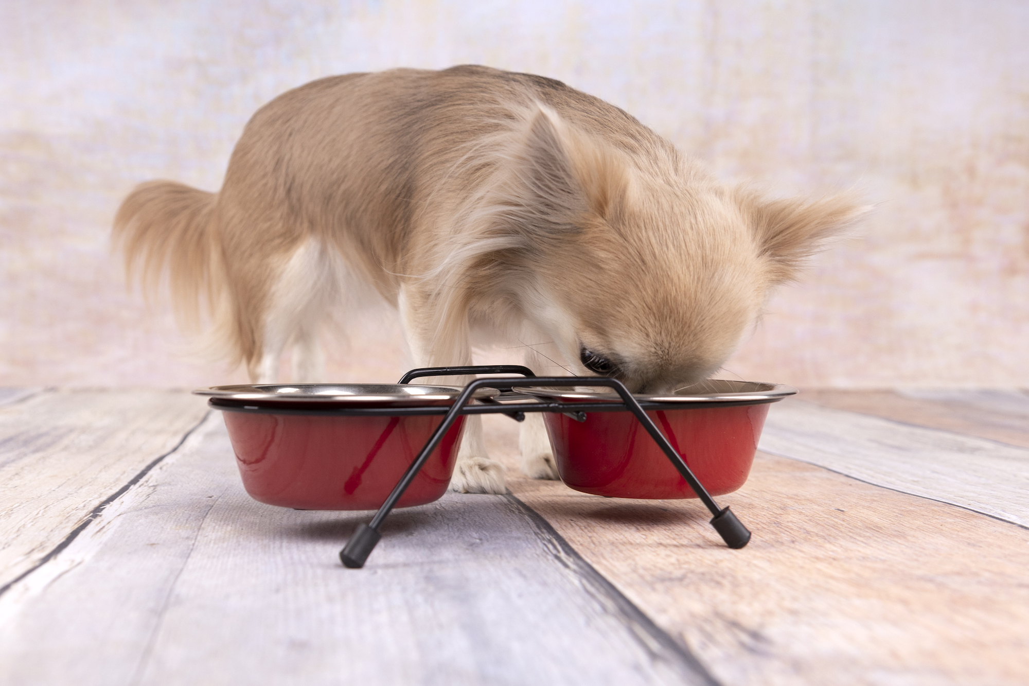 Flamingo Feeding and drinking bowl Duo dinner stand Arjun Red & Silver & Black