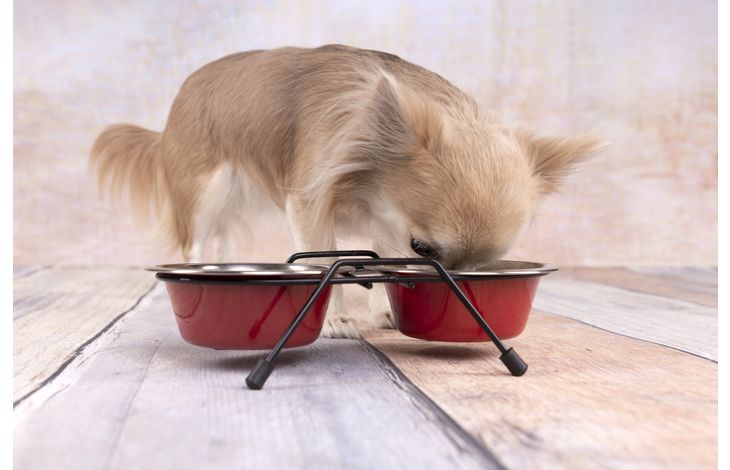 Flamingo Feeding and drinking bowl Duo dinner stand Arjun Red & Silver & Black