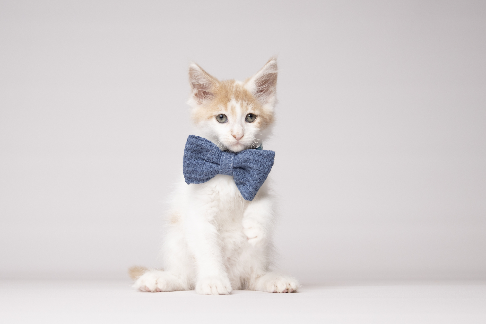 Flamingo  Bow tie Iona Blue