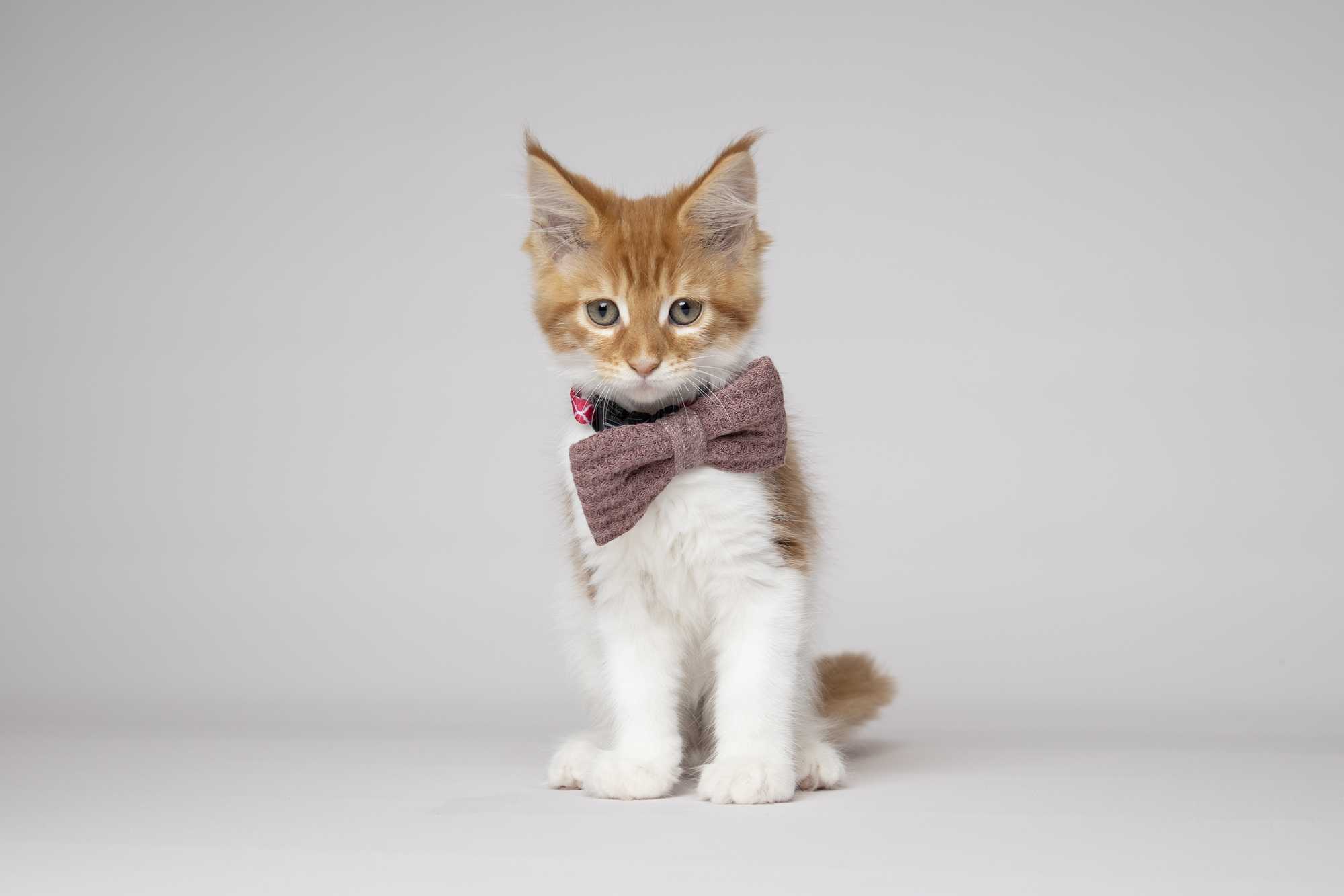 Flamingo  Bow tie Iona Antique pink