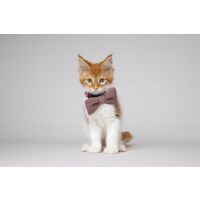 Flamingo  Bow tie Iona Antique pink