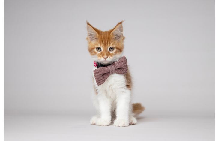 Flamingo  Bow tie Iona Antique pink