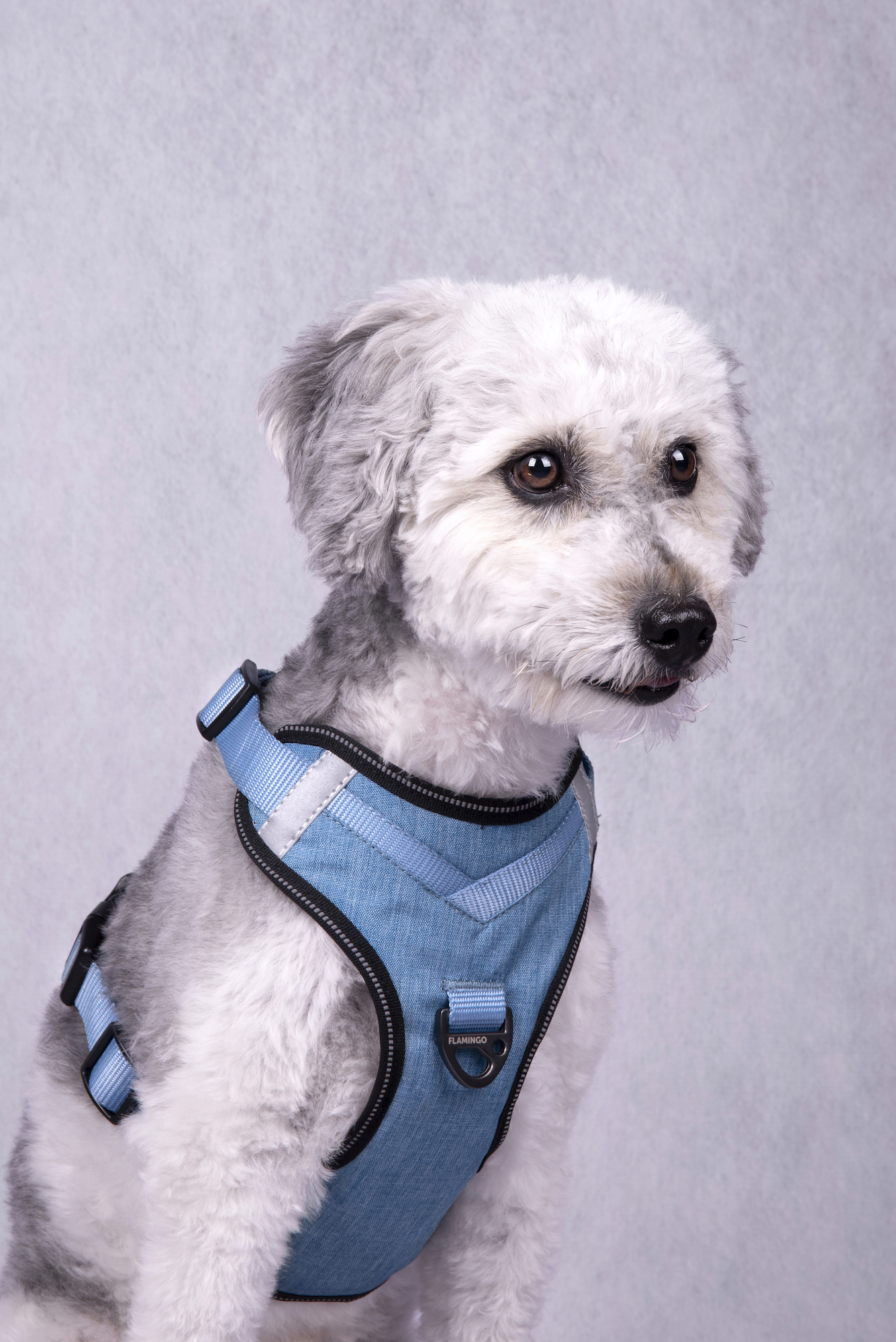 Flamingo Arnés Heron Azul