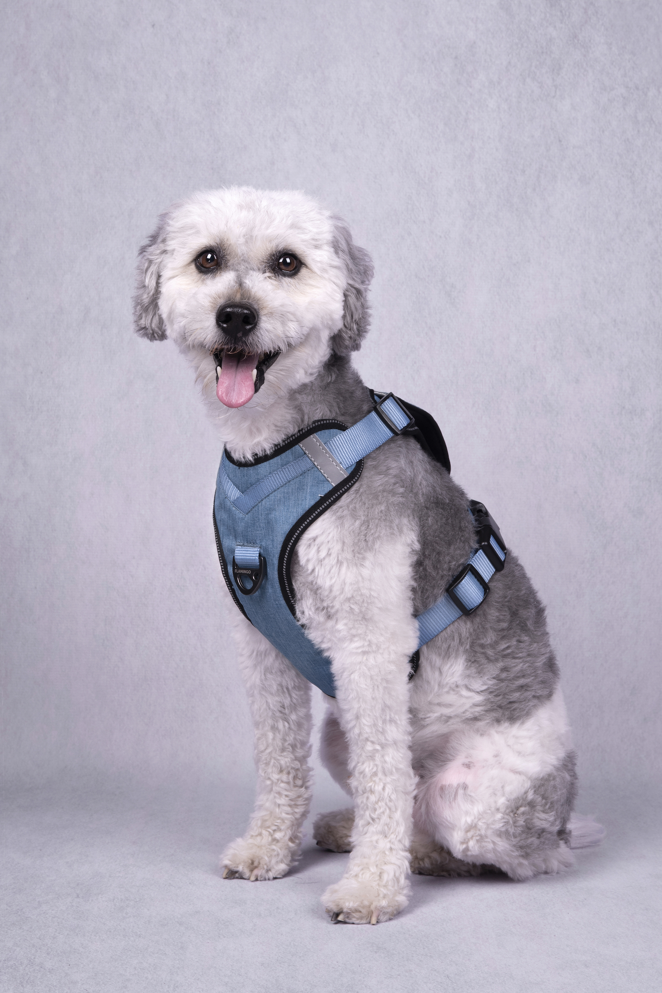 Flamingo Arnés Heron Azul