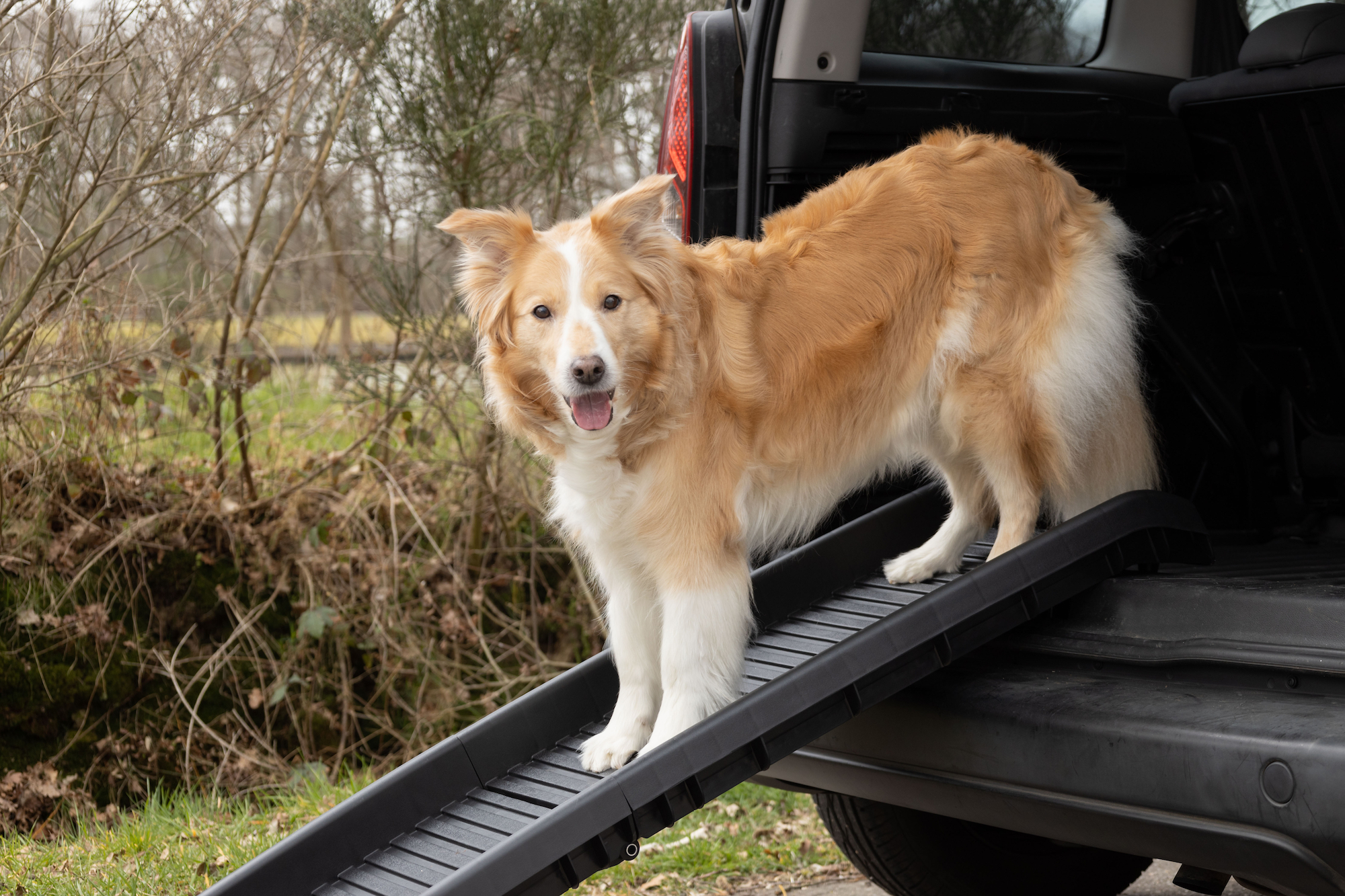 Flamingo Dog ramp Zenna Black