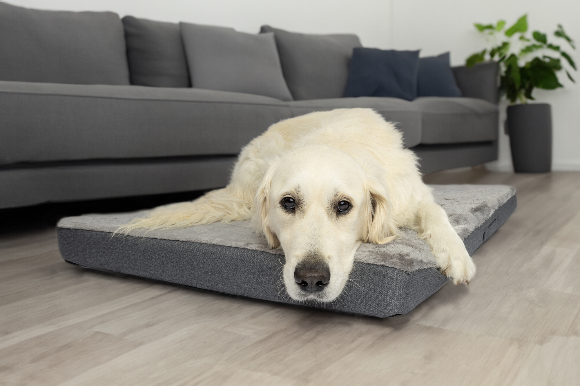 Flamingo Cushion Carlota Rectangle Light grey