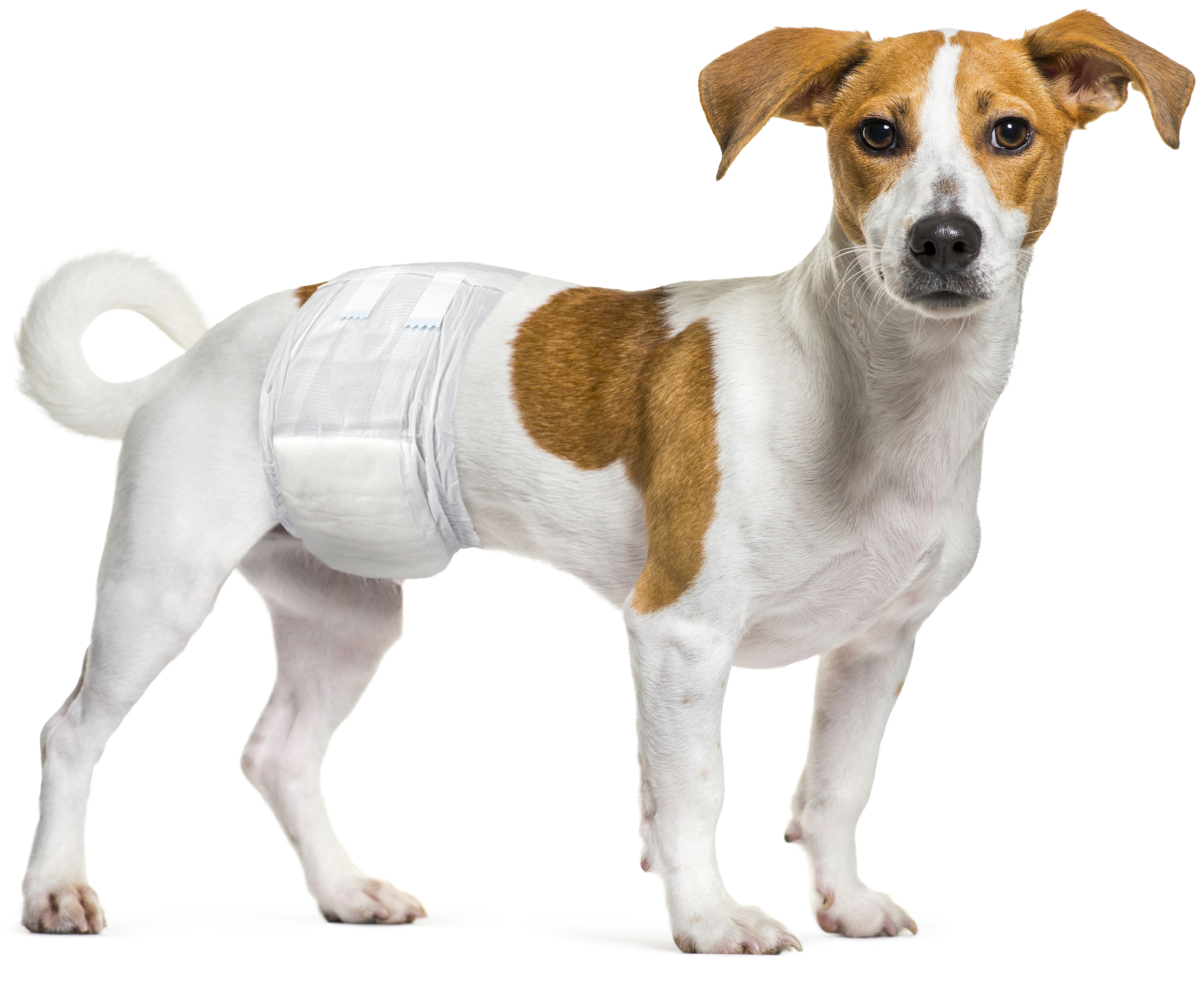 Flamingo Diaper Male Dipy Black