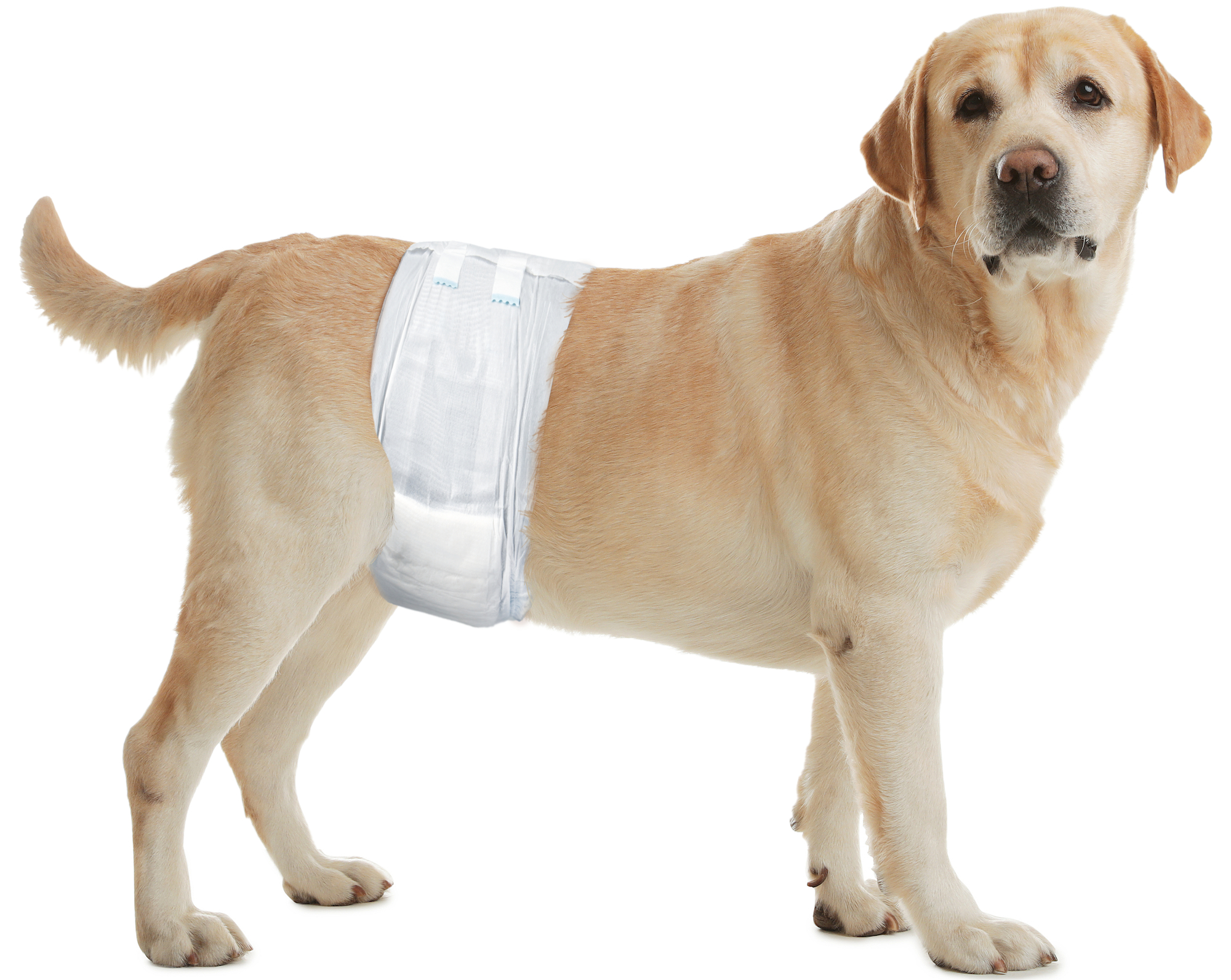 Flamingo Diaper Male Dipy Black