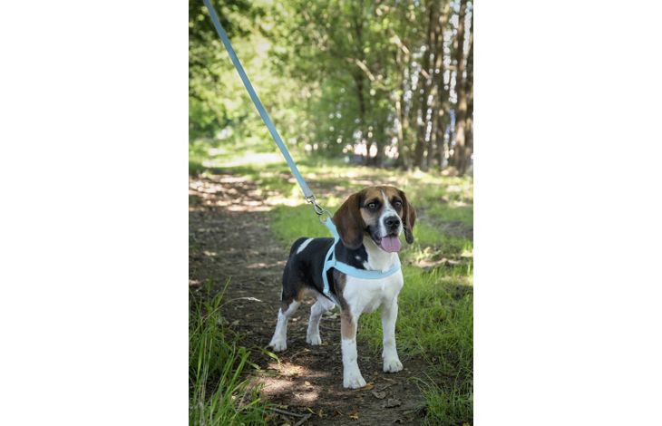 Flamingo Harness Noors Elly Light blue