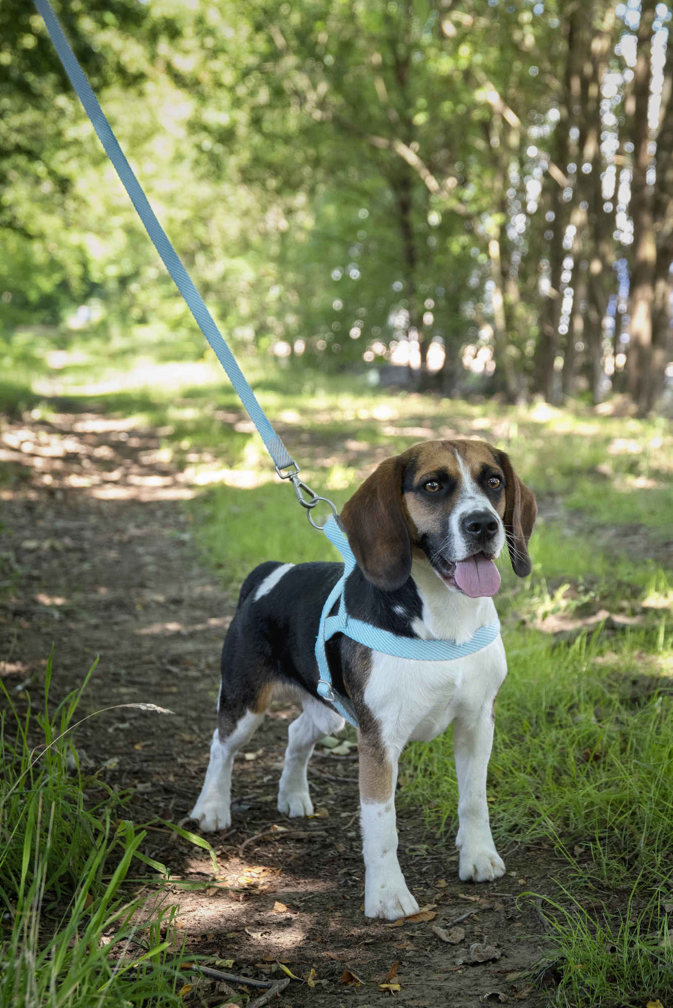 Flamingo Training leash Elly Light blue