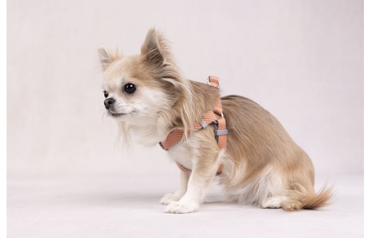 Flamingo Pettorina Noors Elly Rosa salmone