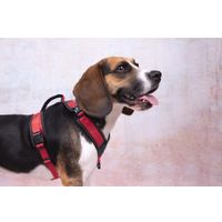 Flamingo Harness Toga Red