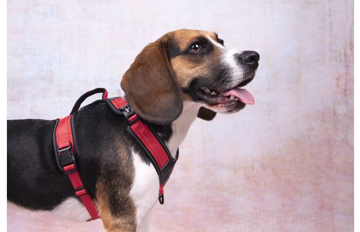 Flamingo Harness Toga Red