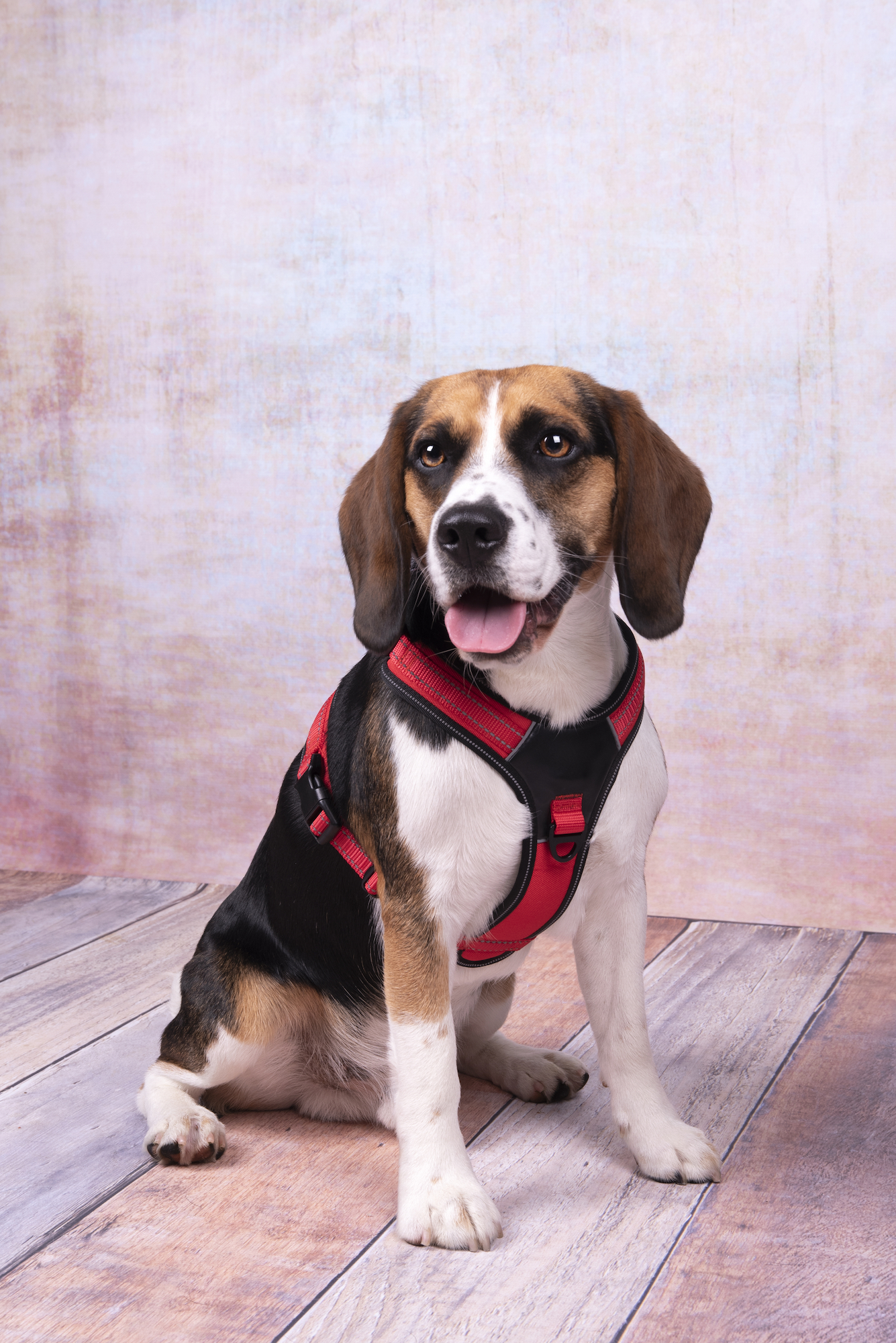 Flamingo Harness Toga Red