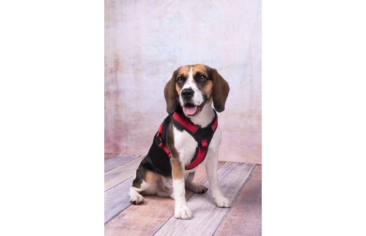 Flamingo Harness Toga Red