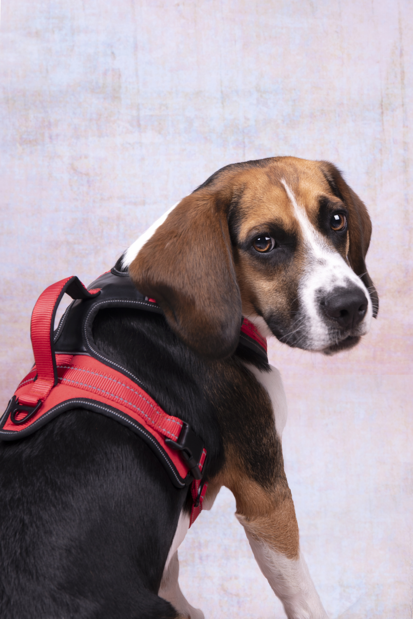 Flamingo Harness Toga Red