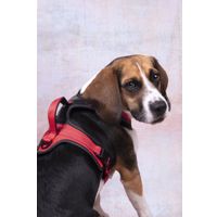 Flamingo Harness Toga Red