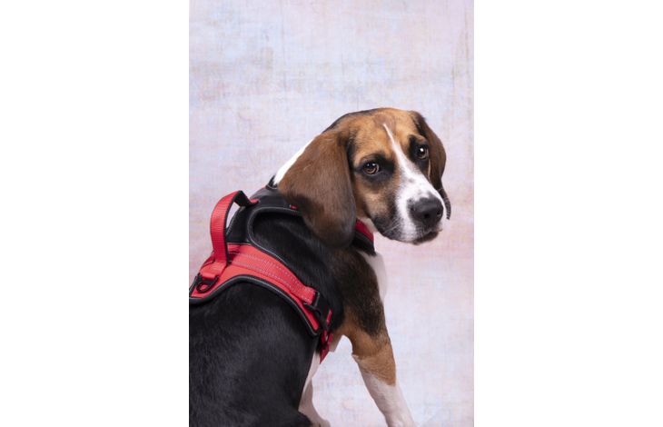 Flamingo Harness Toga Red