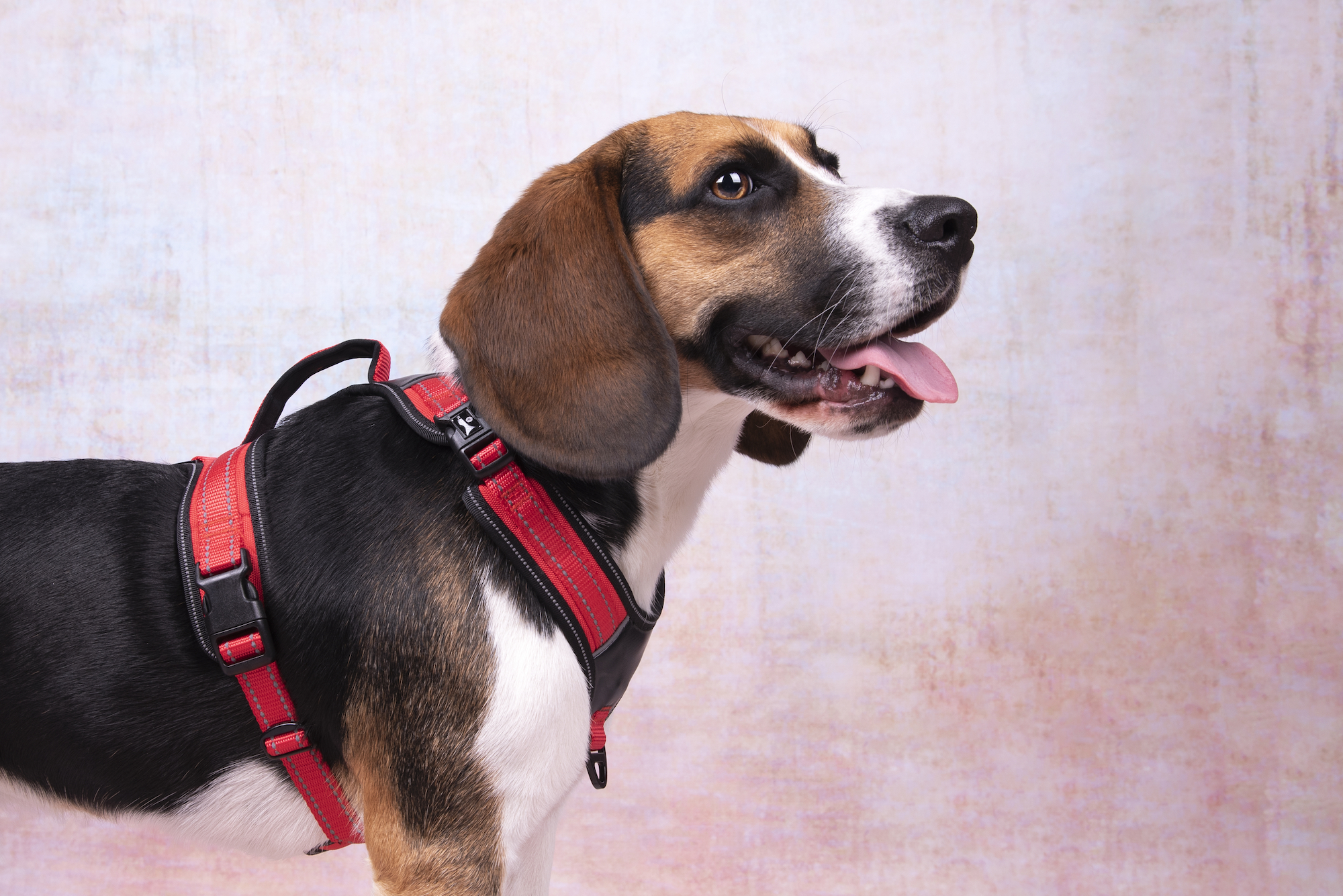 Flamingo dog hot sale harness